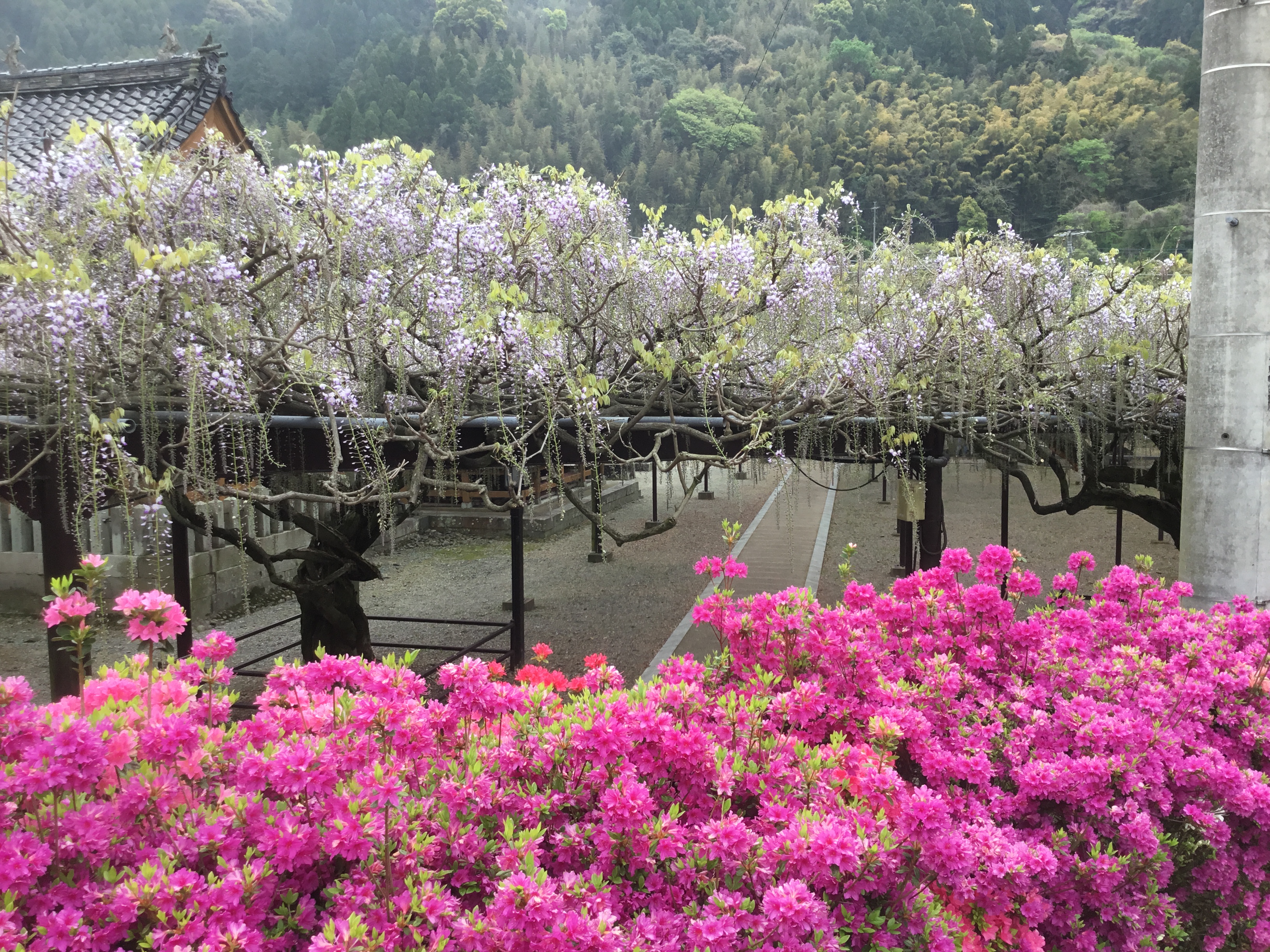 福岡県立輝翔館中等教育学校 黒木の大藤 開花の様子1